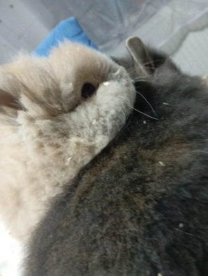 Iepurasi Cap de Leu - Masculi - 100 buc - imagine 11