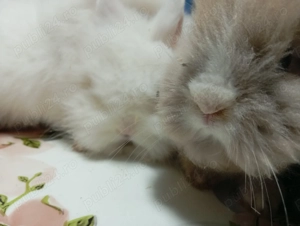 Iepurasi Cap de Leu - Masculi - 100 buc - imagine 4