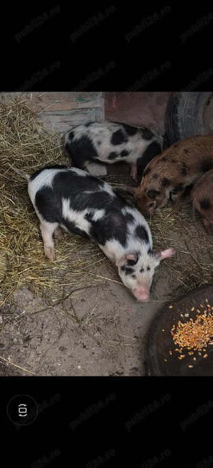 purceii de vânzare  - imagine 3