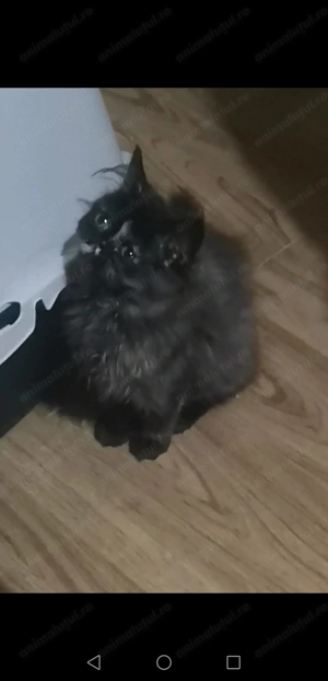 Pisicuta persana - imagine 4