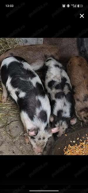 purceii de vânzare  - imagine 4