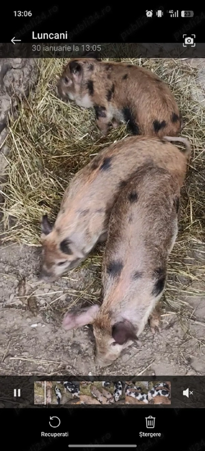 purceii de vânzare  - imagine 5