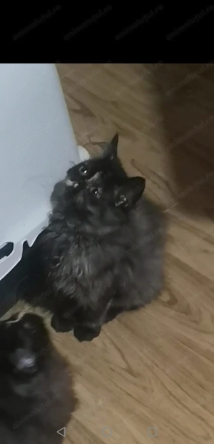 Pisicuta persana - imagine 2