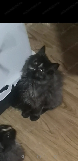 Pisicuta persana - imagine 3