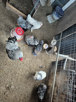 Disponibili ce se vede  - imagine 6