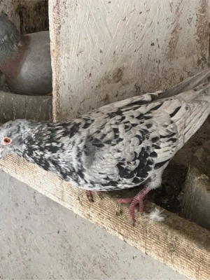 voiajori colorati (gene rare ) - imagine 4