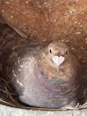 voiajori colorati (gene rare ) - imagine 3