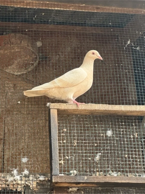 voiajori colorati (gene rare ) - imagine 5