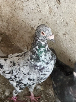 voiajori colorati (gene rare ) - imagine 2