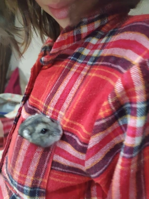 Dau gratuit hamster dragalas si bland - imagine 3