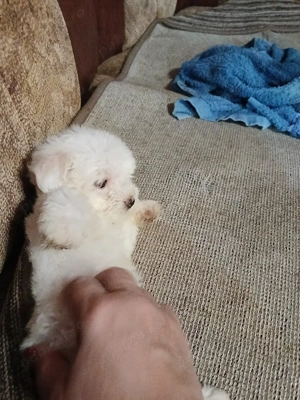 cățeluși bichoni  - imagine 4