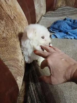 cățeluși bichoni  - imagine 2