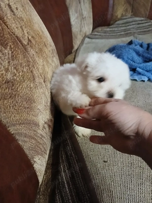 cățeluși bichoni  - imagine 3