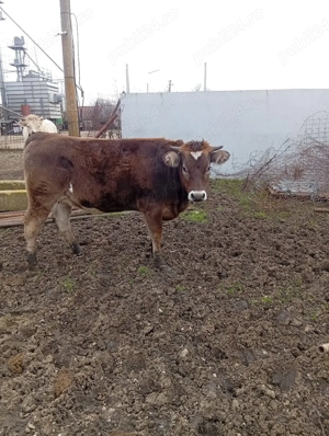 Vițea de Vânzare Preț 75 milioane Preț fix  - imagine 4