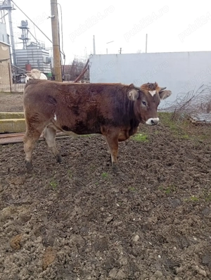 Vițea de Vânzare Preț 75 milioane Preț fix  - imagine 2