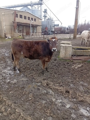 Vițea de Vânzare Preț 75 milioane Preț fix  - imagine 3