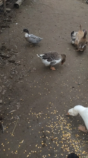 vand gaste si rate  - imagine 5