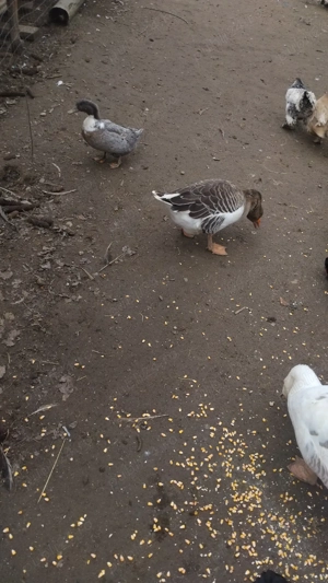 vand gaste si rate  - imagine 3