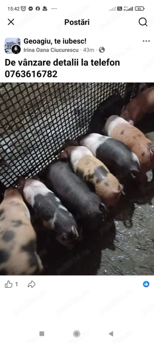 vand purcei - imagine 2