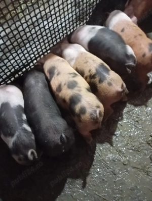 vand purcei - imagine 3