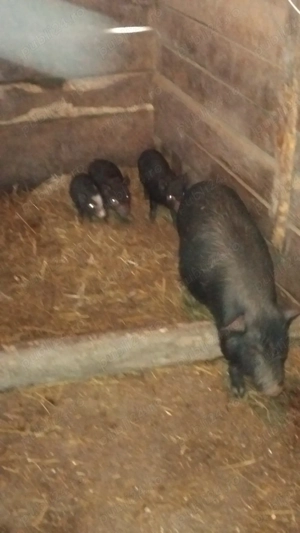 vand pucei,si porci  - imagine 2