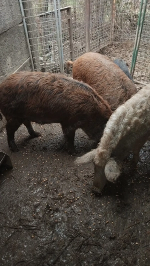 vand pucei,si porci  - imagine 5