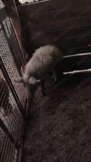 vand pucei,si porci  - imagine 3