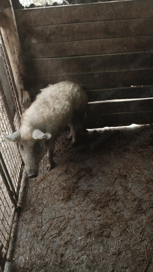 vand pucei,si porci  - imagine 4