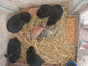 Uriasi germa cu berbec german si cap de leu pitic - imagine 5