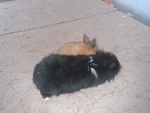 Uriasi germa cu berbec german si cap de leu pitic - imagine 2