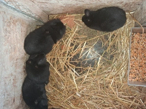 Uriasi germa cu berbec german si cap de leu pitic - imagine 4