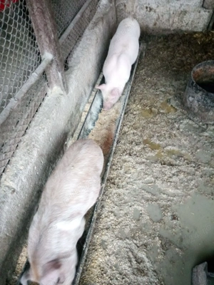 Vand purcelusi marele alb - imagine 2