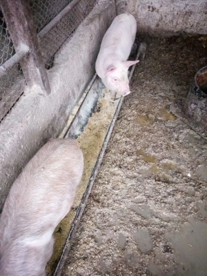 Vand purcelusi marele alb - imagine 3