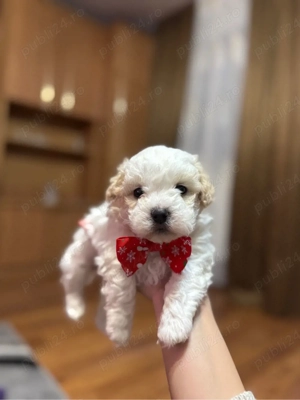 Bichon Maltez 