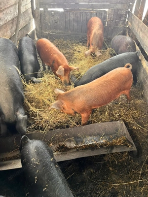 Vand porci între 25-60 kg - imagine 2