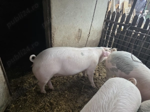 Porci cu vârsta de 7 luni  - imagine 4