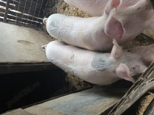 Porci cu vârsta de 7 luni  - imagine 2
