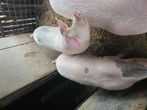 Porci cu vârsta de 7 luni  - imagine 3