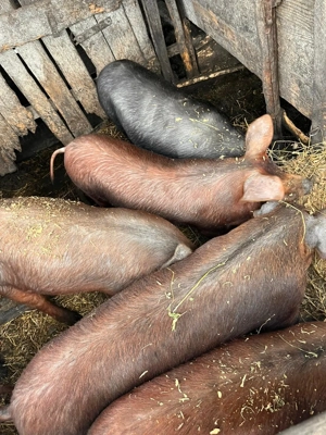 Vand porci între 25-60 kg - imagine 3