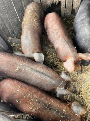 Vand porci între 25-60 kg - imagine 4