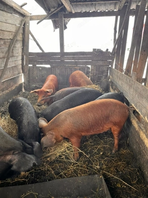 Vand porci între 25-60 kg - imagine 5