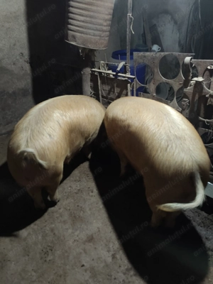 Porci de casa - imagine 2