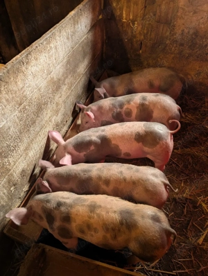 Purcei metis Pietrain  - imagine 3