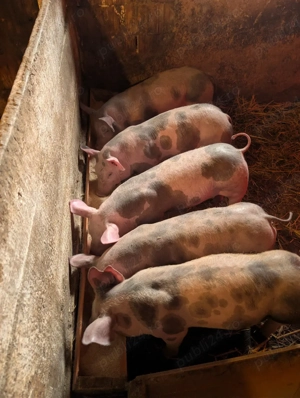 Purcei metis Pietrain  - imagine 2