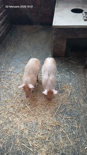 Purcei Duroc x Pietrain - imagine 2