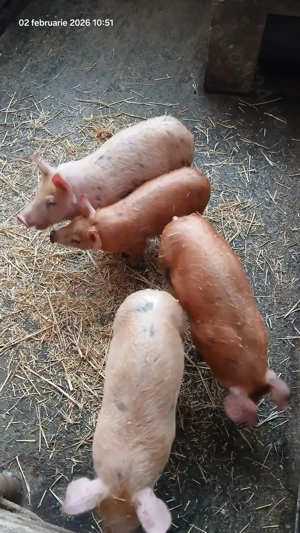 Purcei Duroc x Pietrain - imagine 3
