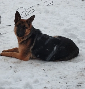 Catelusa ciobanesc german, 8 luni - imagine 2