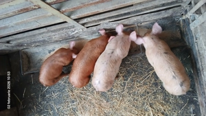 Purcei Duroc x Pietrain - imagine 4