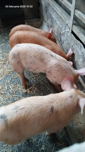 Purcei Duroc x Pietrain - imagine 5