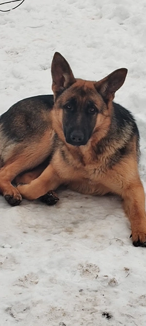 Catelusa ciobanesc german, 8 luni - imagine 4